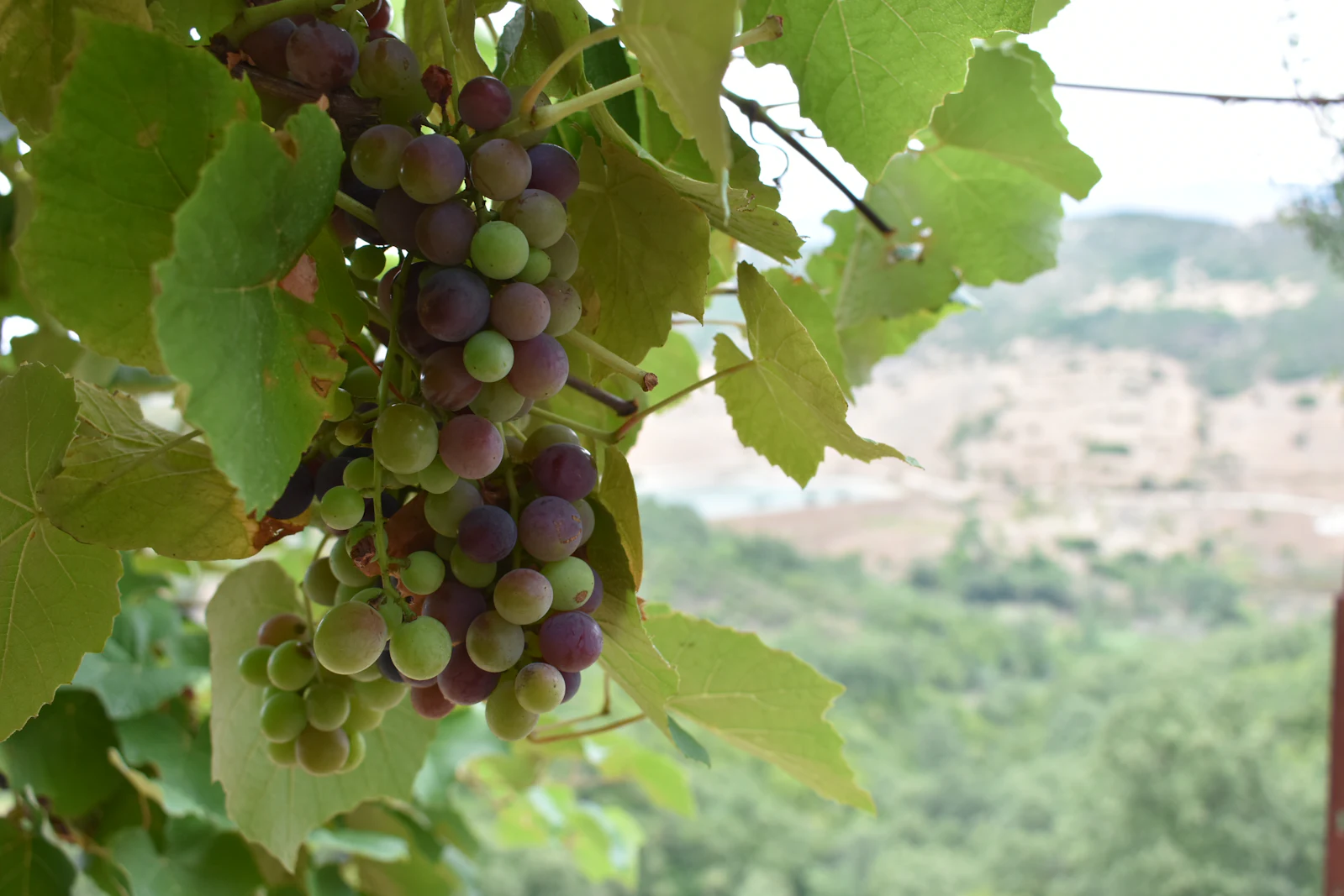 Bunches of grapes ripening on the vine in the Albanian countryside