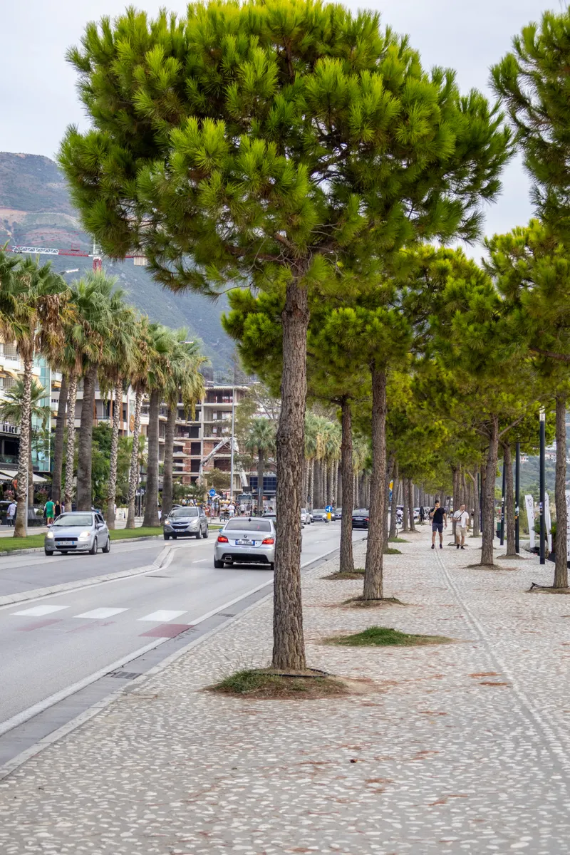 Pine-lined Lungomare boulevard in Vlorë with palm trees and the mountains behind